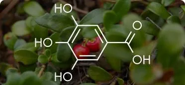 Foglie di uva ursina ingrediente Cystinorm